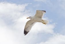 One Legged Seagull Stock Photo
