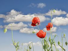 Red Poppies Stock Photography