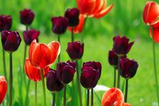 Tulip Field Stock Photos Tulip Field Stock Photos