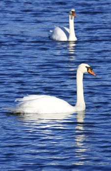 Two Swans Royalty Free Stock Photography Two Swans Royalty Free Stock Photography