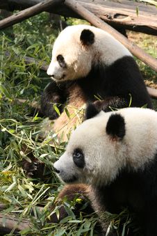 Giant Panda 3 Royalty Free Stock Photo