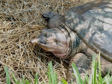 Florida Softshell Turtle Royalty Free Stock Images
