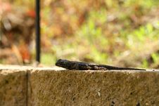 Lizard Royalty Free Stock Photography