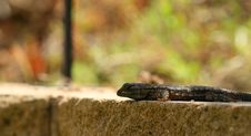 Lizard Royalty Free Stock Images
