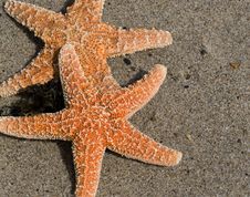 Two Red Starfish On Sand Stock Image Two Red Starfish On Sand Stock Image
