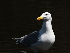 Portrait Of A Gull Stock Photo