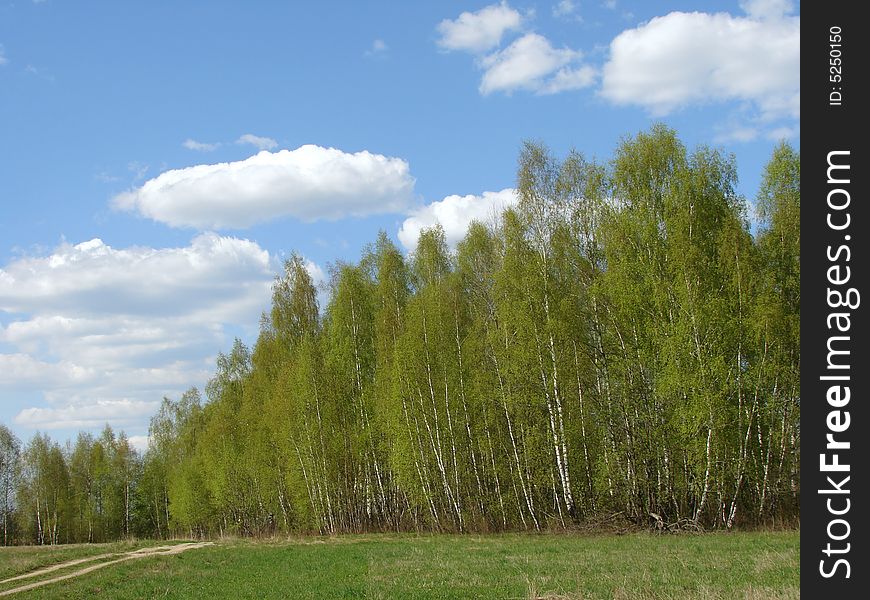 Spring birch forest edge with country road