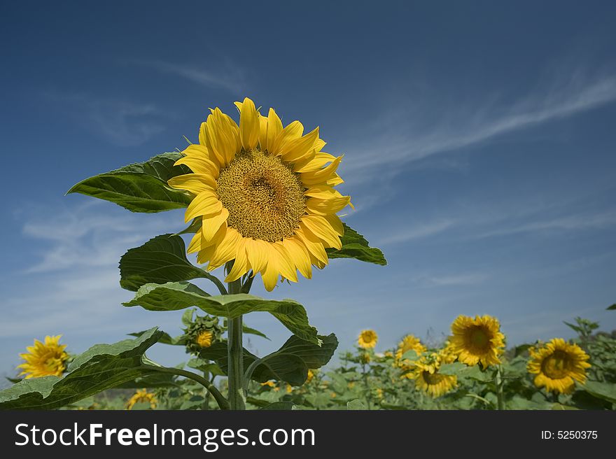 Sunflowers field