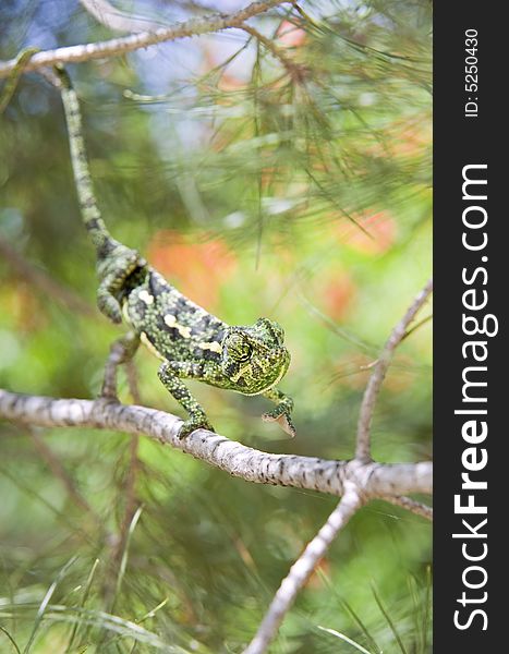 Green chameleon on a branch