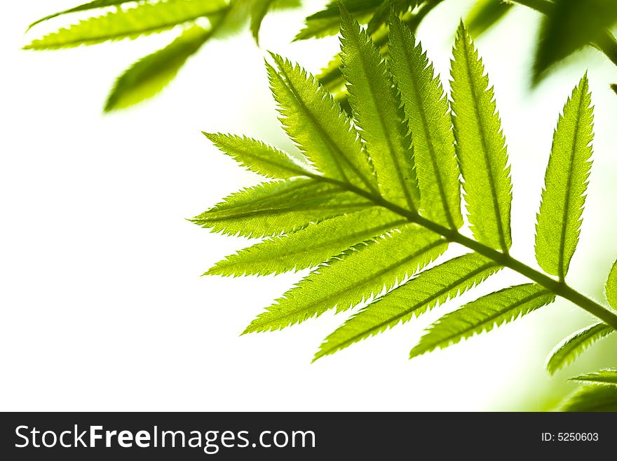 Fresh Mountain Ash Leaves In Forest