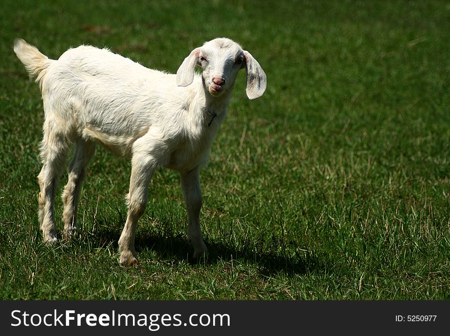 Nubian Kid Goat On Pasture