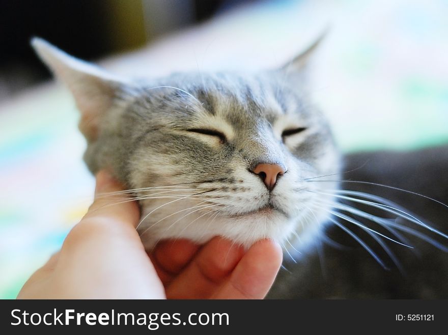 Beauty cute cat with closed eyes and human hand
