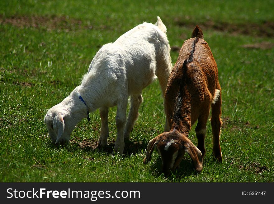 Nubian kid goats on spring pasture in Idaho. Nubian kid goats on spring pasture in Idaho