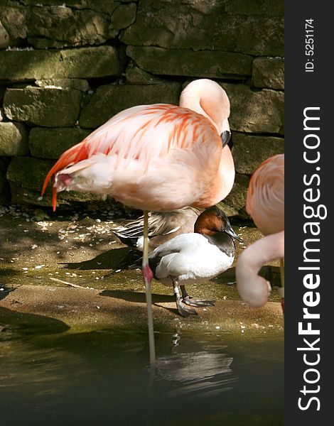 A pink flamingo standing in shallow water next to a duck. A pink flamingo standing in shallow water next to a duck