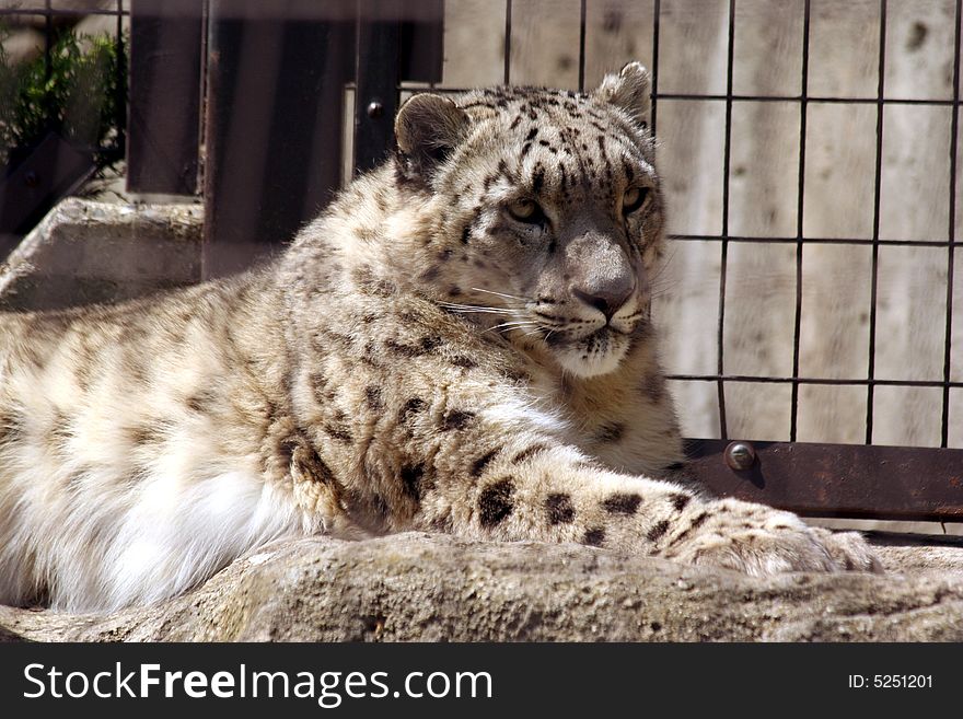 Snow leopard with black and white spots