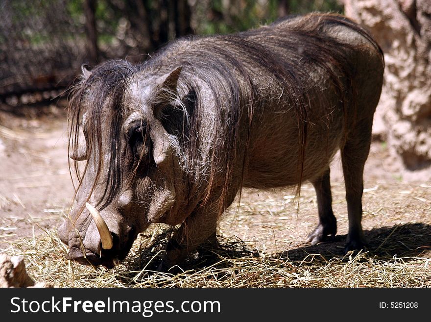 A long haired wart hog looking for food