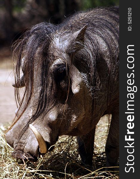 Head of a wart hog showing the snout and long hair