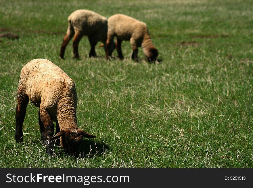 Suffolk lambs grazing on spring pasture. Suffolk lambs grazing on spring pasture