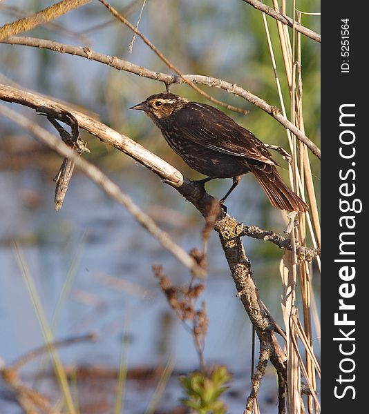 A small sparrow is perched on a branch. A small sparrow is perched on a branch.