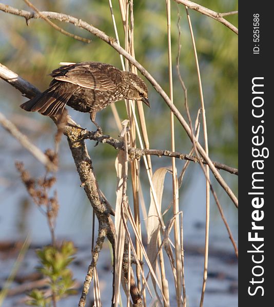 Sparrow Perched On A Branch.