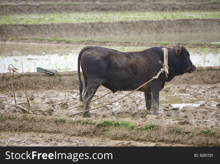 A brown farm cattle stand on paddy field.