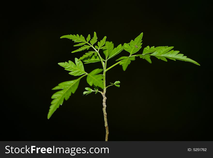 A little green tree in black background. A little green tree in black background.