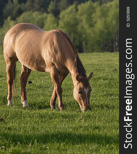 A horse grazes in a field.