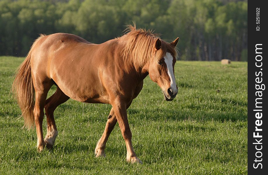 Walking In The Field.