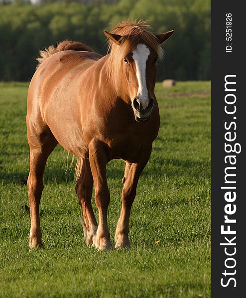 A portrait of a horse in a field. A portrait of a horse in a field.