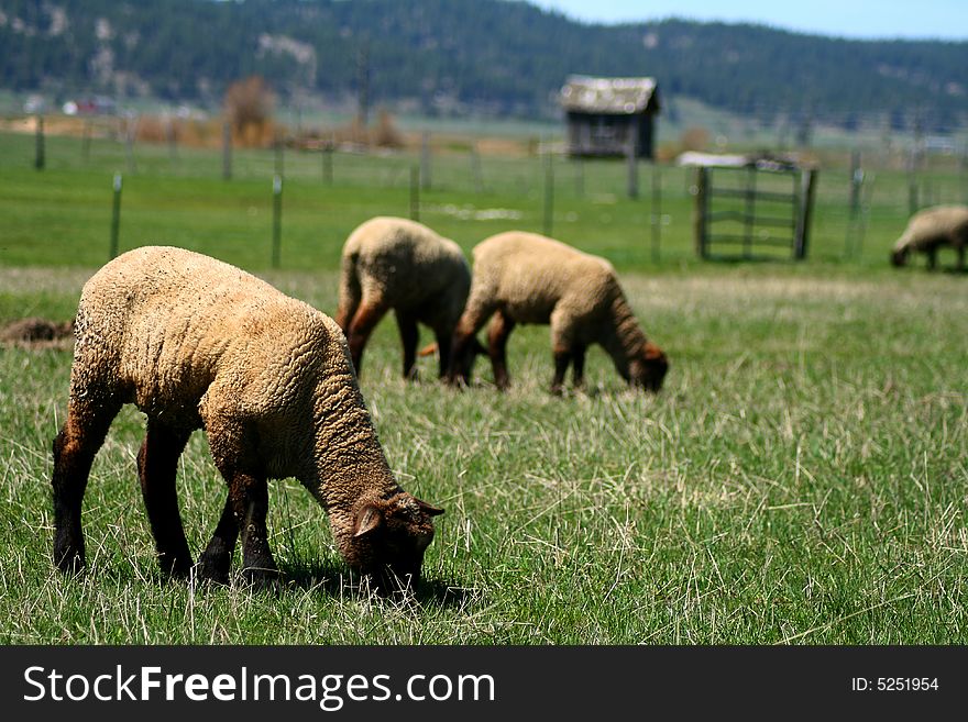 Suffolk lambs grazing on spring pasture. Suffolk lambs grazing on spring pasture