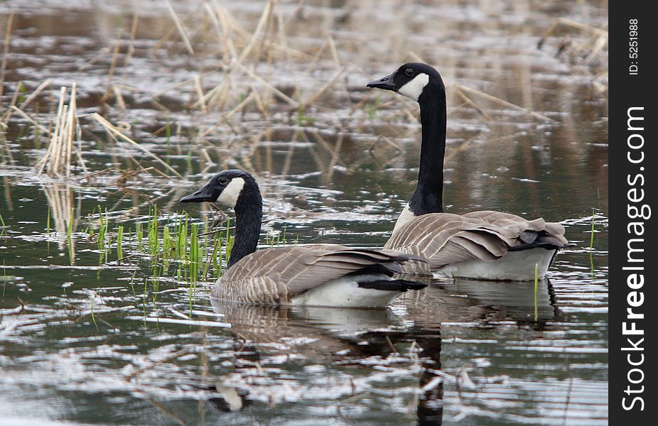 Two Canadian geese float calmly in the water. Two Canadian geese float calmly in the water.