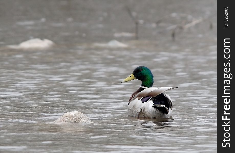 A Mallard Floats In The Water.