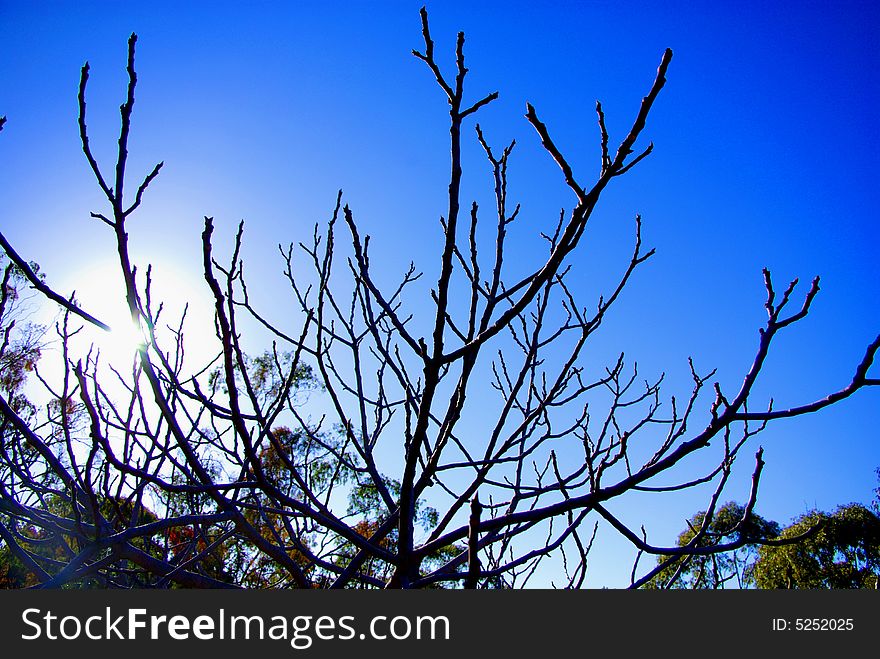 Photograph featuring a tree without its leaves on a crisp Autumn morning in the Clare Valley Wine region of South Australia. Photograph featuring a tree without its leaves on a crisp Autumn morning in the Clare Valley Wine region of South Australia.