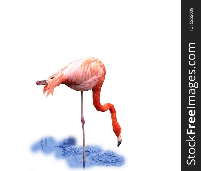 Nice pink flamingo standing in water on white background