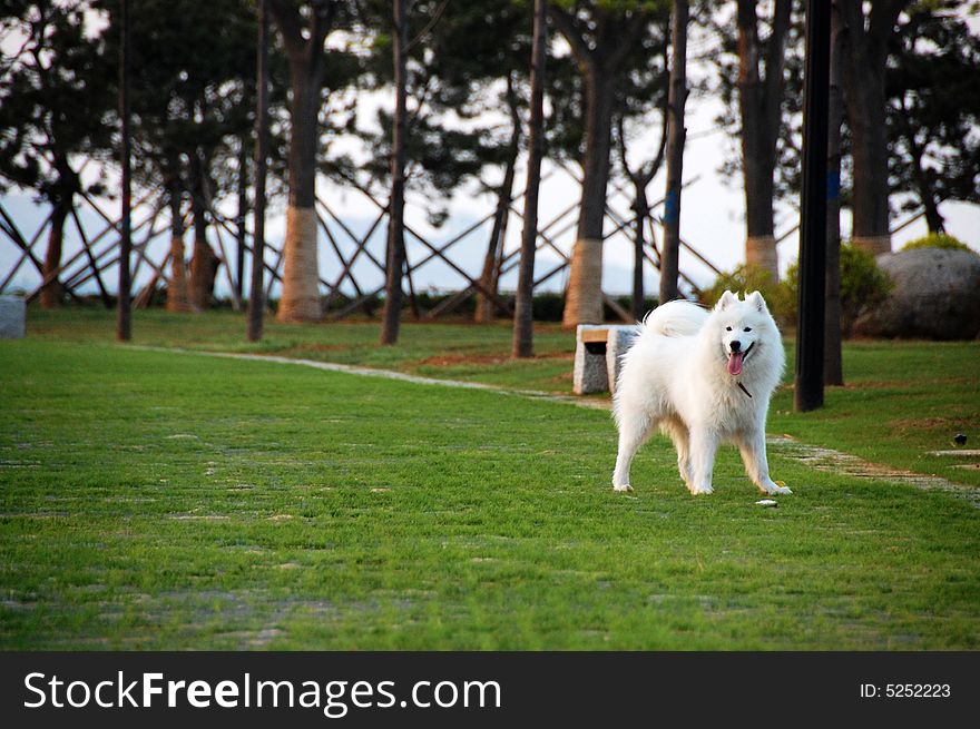 Samoyede is Sled dog Working dogs