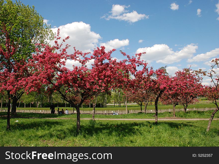 Trees with flower and blue sky in the garden. Trees with flower and blue sky in the garden