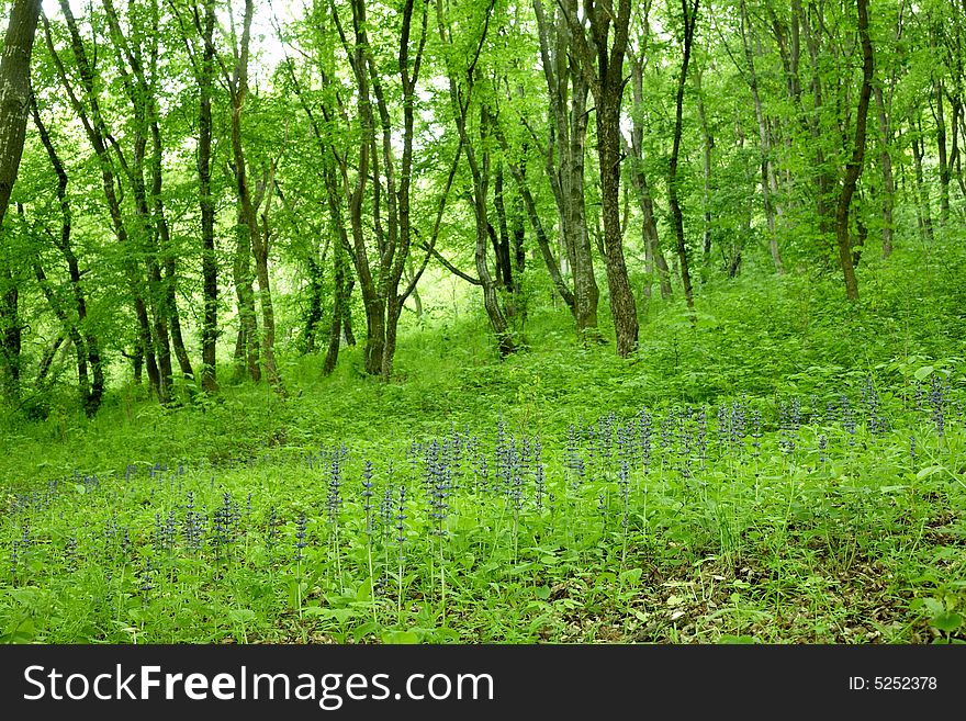 An image of a green grass in a forest. An image of a green grass in a forest