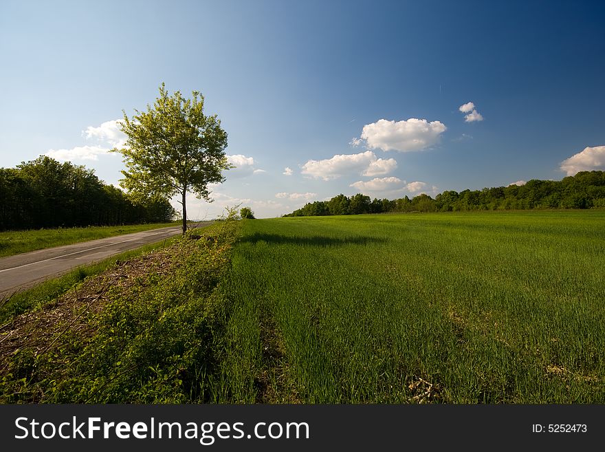 Tree, Road And Meadow