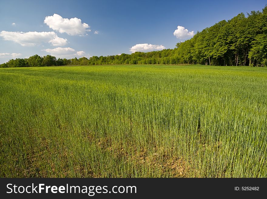 Young green grass with forest and blue sky in the background