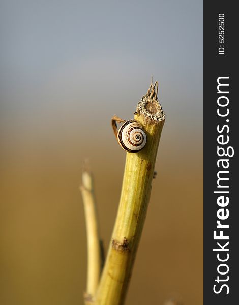 A snail seat in a green branch