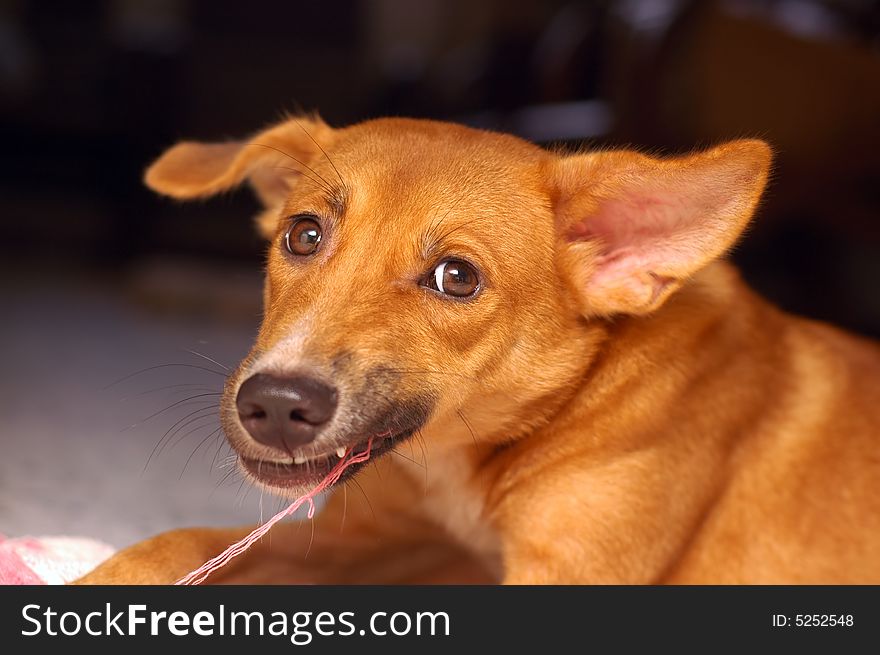 A cute brown puppy chewing cloth at home