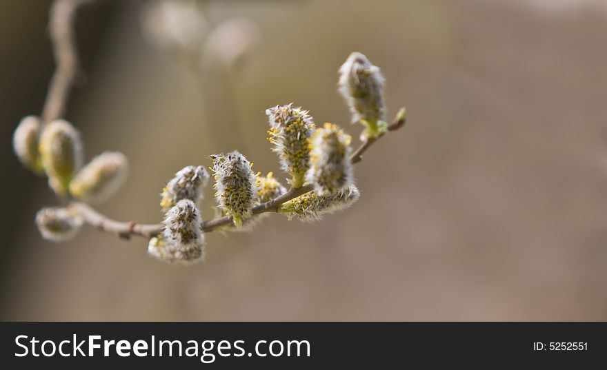 Close-up image of a delicate catkins twig.