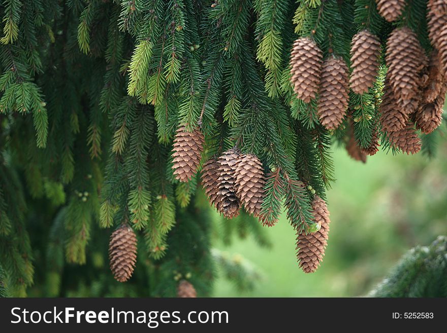 A photo of a pine tree with cones
