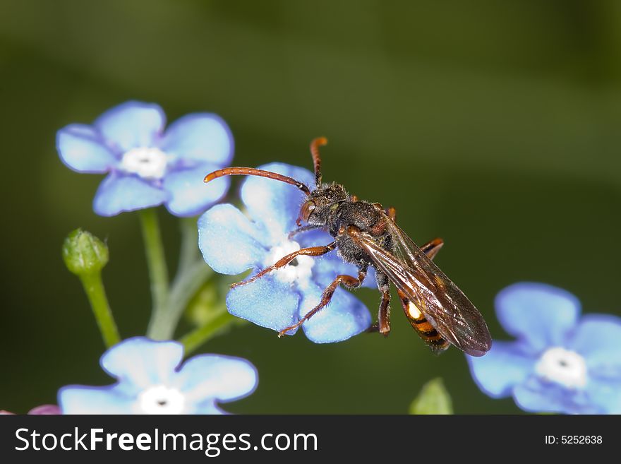 Insect On Flower