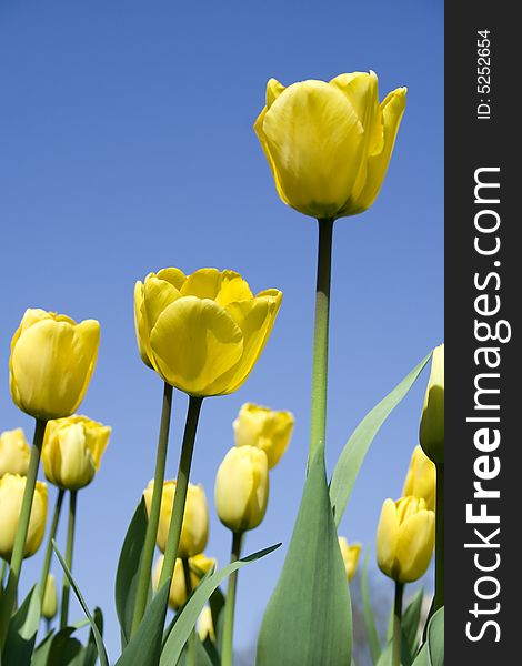 Yellow tulips and blue clear sky