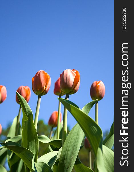 Orange tulips and blue clear sky