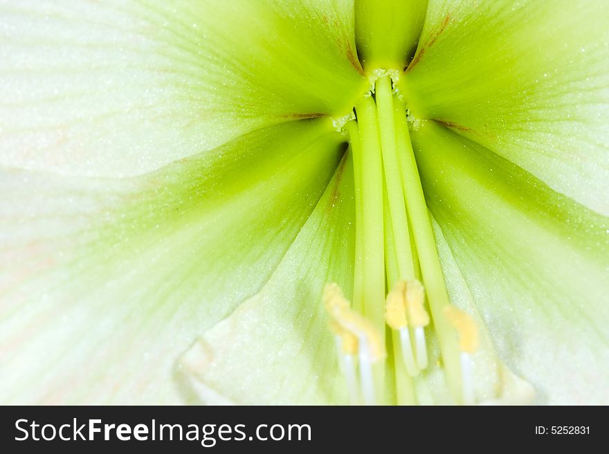 Very detailed close up of amaryllis flower