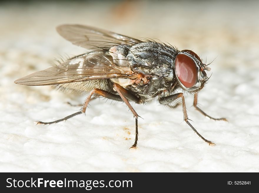 Very detailed close up of housefly
