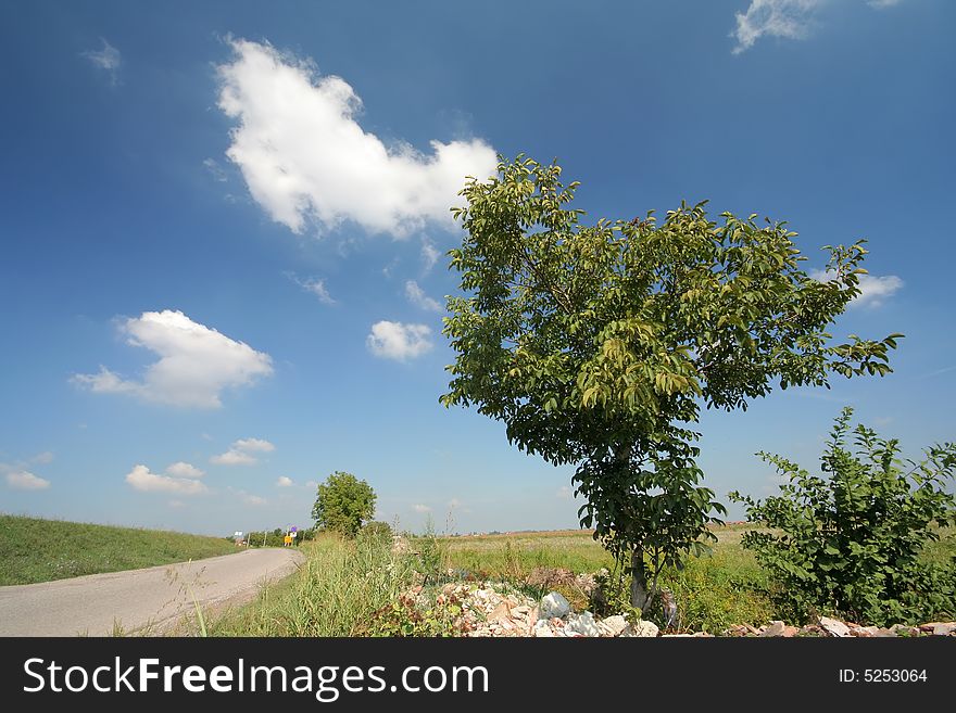 Tree, road and meadow