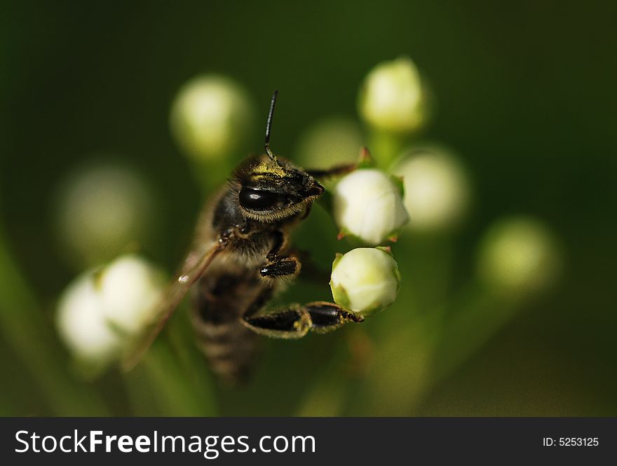 Bee on a white flower